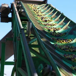 Agricultural Fields and Olive Groves - Sidi Kacem