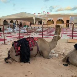 Tan-Tan Moussem Festival - Tan-Tan