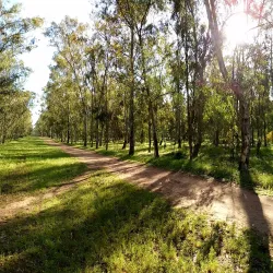 Temara Forest (Forêt de Temara) - Temara