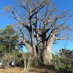 Gonarezhou National Park - Chimoio