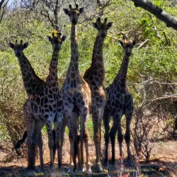 Gonarezhou National Park - Chimoio