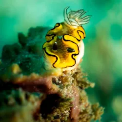 Diving and Snorkeling in the Indian Ocean - Inhambane