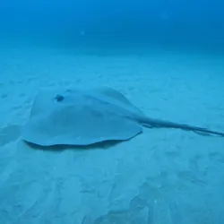 Diving and Snorkeling in the Indian Ocean - Inhambane