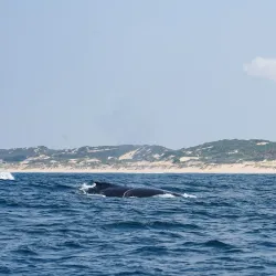 Diving and Snorkeling in the Indian Ocean - Inhambane