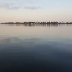 Mangrove Forests - Inhambane