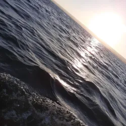 Mangrove Forests - Inhambane