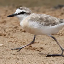 Bird Watching - Jangamo