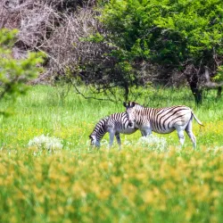 Maputo Elephant Reserve (Maputo Special Reserve) - Maputo