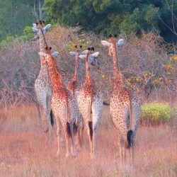 Maputo Elephant Reserve (Maputo Special Reserve) - Maputo