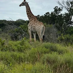 Maputo Elephant Reserve (Maputo Special Reserve) - Maputo