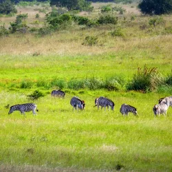 Maputo Elephant Reserve (Maputo Special Reserve) - Maputo