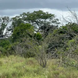 Maputo Elephant Reserve (Maputo Special Reserve) - Maputo