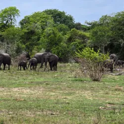 Maputo Elephant Reserve (Maputo Special Reserve) - Maputo
