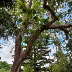 Tunduru Botanical Gardens - Maputo