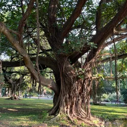 Tunduru Botanical Gardens - Maputo