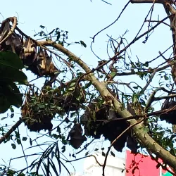 Tunduru Botanical Gardens - Maputo