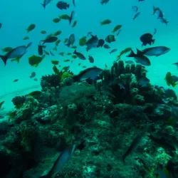 Local Fishing Villages - Nacala