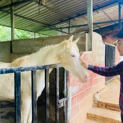Horse Cart Rides Around Inwa - Inwa (Ava)