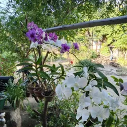 Kalemyo Hill - Kalemyo