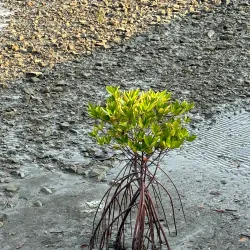 Kyaukpyu River - Kyaukpyu