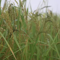 Ramree Island - Kyaukpyu