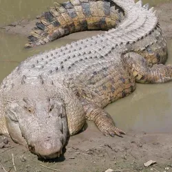 Ramree Island - Kyaukpyu