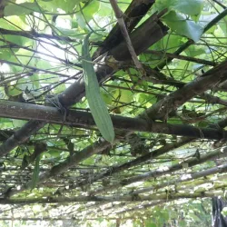 Ramree Island - Kyaukpyu