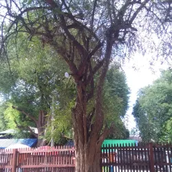 Community Museums - Mawlaik