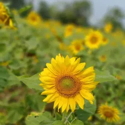 Bilu Island - Mawlamyine