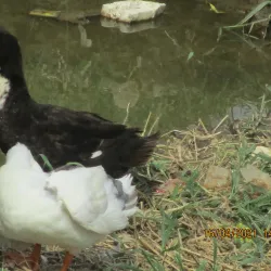 Bilu Island - Mawlamyine