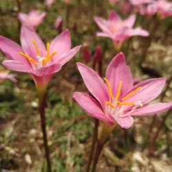 Maymyo Colonial Town - Maymyo