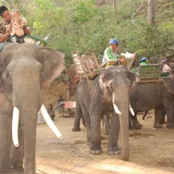 Nature Walks and Bird Watching - Myanaung