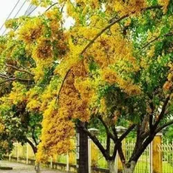 Rural Villages - Myanaung