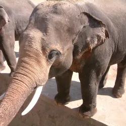 Naypyidaw Zoological Gardens - Naypyidaw