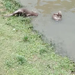 Naypyidaw Zoological Gardens - Naypyidaw