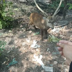 Naypyidaw Zoological Gardens - Naypyidaw