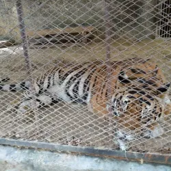 Naypyidaw Zoological Gardens - Naypyidaw