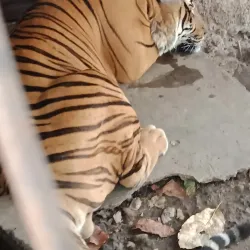 Naypyidaw Zoological Gardens - Naypyidaw