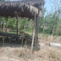 Naypyidaw Zoological Gardens - Naypyidaw