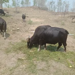 Naypyidaw Zoological Gardens - Naypyidaw