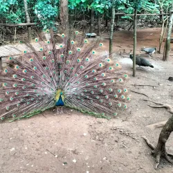 Taungoo Botanical Garden - Taungoo