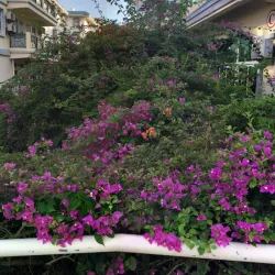 Chinatown Yangon - Yangon