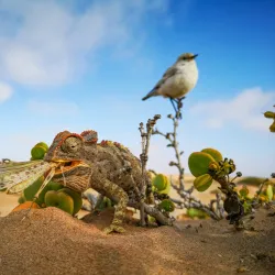 Namib Desert Excursions - Karasburg