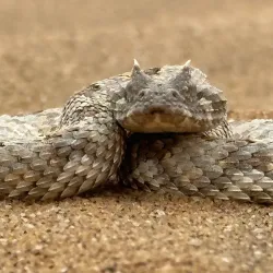 Namib Desert Excursions - Karasburg