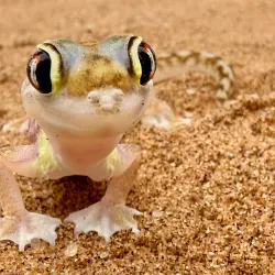 Namib Desert Excursions - Karasburg