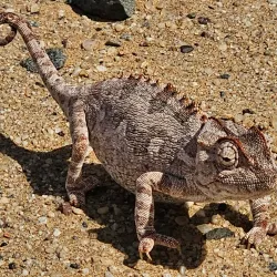 Namib Desert Excursions - Karasburg