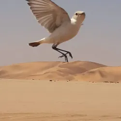 Namib Desert Excursions - Karasburg