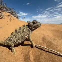 Namib Desert Excursions - Karasburg
