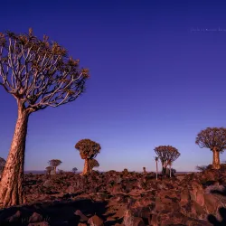 Quiver Tree Forest - Karasburg