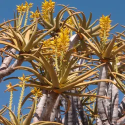 Quiver Tree Forest - Karasburg